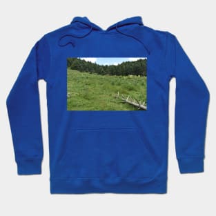 Picea abies native forest in northern Greece Hoodie